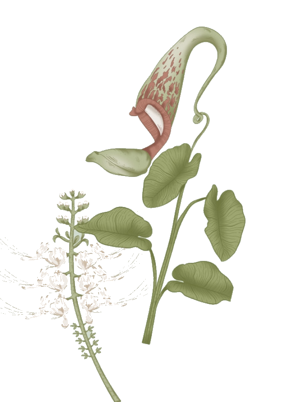 Illustrazione floreale